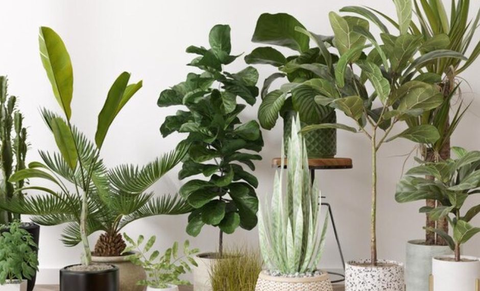 Les plantes d’intérieur idéales pour prospérer dans un climat chaud et humide